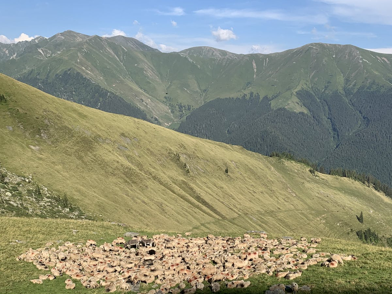 Oi la Stână